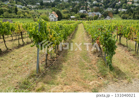 Traditional vineyards in Austria in autumn, grapes growing in the hills of Vienna. Traditional vineyards in Austria in autumn, grapes growing in the hills of Vienna. 131040021