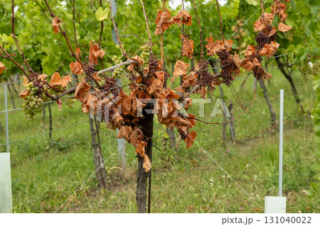 Withered Dried Grape Vine, Bad Care or Damaged by Disease. 131040022