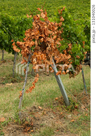 Withered Dried Grape Vine, Bad Care or Damaged by Disease. Withered Dried Grape Vine, Bad Care or Damaged by Disease. 131040026
