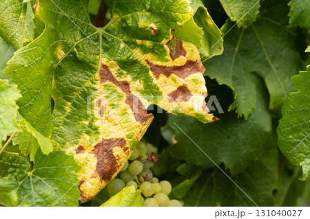 Mottled dried, disease-damaged grape leaves. 131040027