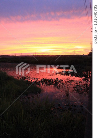 夕日に照らされるススキ 夕日に照らされるススキ 131040705