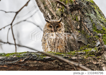Long-eared owl (Asio otus), looking forward with wide opened eyes 131040796