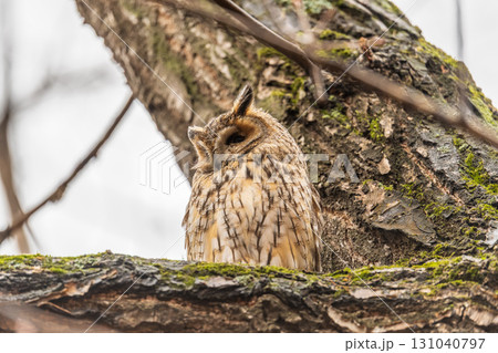Long-eared owl (Asio otus), looking forward with wide opened eyes 131040797