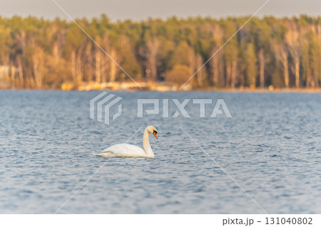Graceful white Swan swimming in the lake, swans in the wild. Portrait of a white swan swimming on a lake. 131040802