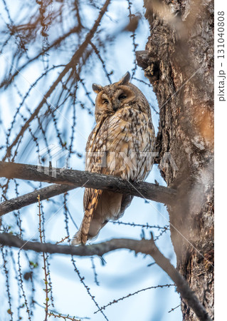 Long-eared owl (Asio otus), looking forward with wide opened eyes Long-eared owl (Asio otus), looking forward with wide opened eyes 131040808