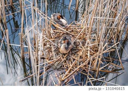 Great Crested Grebe, Podiceps cristatus, water bird sitting on the nest, nesting time on the green lake Great Crested Grebe, Podiceps cristatus, water bird sitting on the nest, nesting time on the green lake 131040815