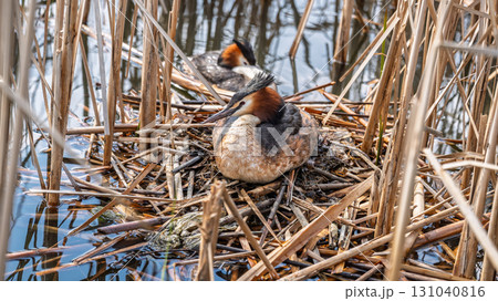Great Crested Grebe, Podiceps cristatus, water bird sitting on the nest, nesting time on the green lake Great Crested Grebe, Podiceps cristatus, water bird sitting on the nest, nesting time on the green lake 131040816