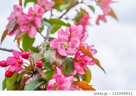 Fresh pink flowers of a blossoming apple tree with blured background Fresh pink flowers of a blossoming apple tree with blured background 131040831