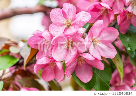 Fresh pink flowers of a blossoming apple tree with blured background Fresh pink flowers of a blossoming apple tree with blured background 131040834