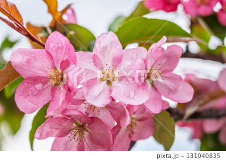 Fresh pink flowers of a blossoming apple tree with blured background Fresh pink flowers of a blossoming apple tree with blured background 131040835