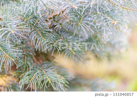 Background of green spruce branches with water drops after rain Background of green spruce branches with water drops after rain 131040857