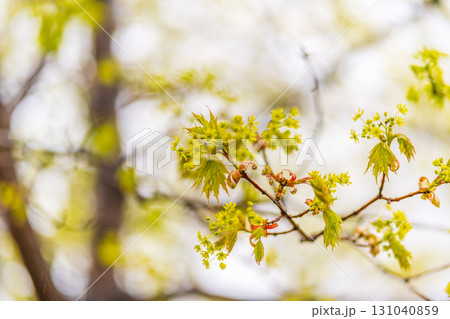 Blooming Norway Maple, Acer platanoides, in beautiful light 131040859