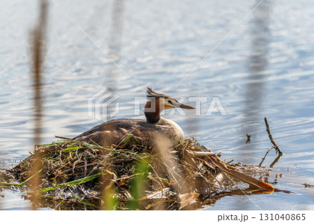 Great Crested Grebe, Podiceps cristatus, water bird sitting on the nest, nesting time on the green lake Great Crested Grebe, Podiceps cristatus, water bird sitting on the nest, nesting time on the green lake 131040865