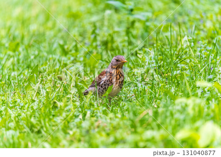 Wood bird Fieldfare, Turdus pilaris, on a sprng lawn. 131040877
