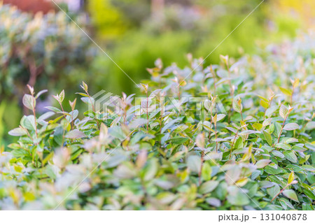 Nature of green leaf in garden at summer. Natural green leaves plants using as spring background cover page environment ecology 131040878