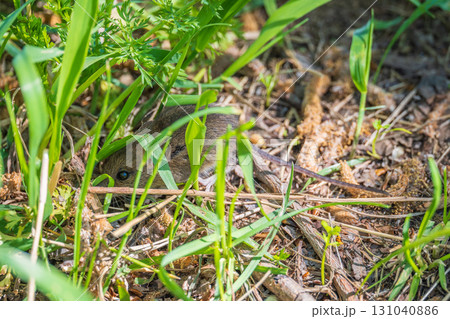 A closeup of a Common vole, Microtus arvalis, on the ground with a blurry background 131040886