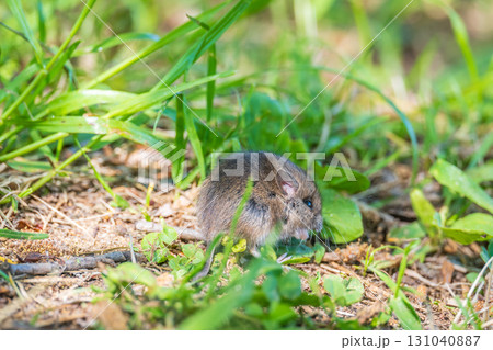A closeup of a Common vole, Microtus arvalis, on the ground with a blurry background 131040887