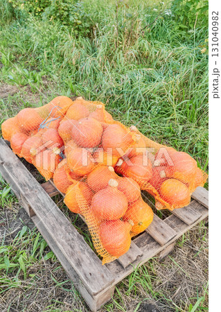Hokkaido pumpkins packed in a mesh bag, selective focus. 131040982