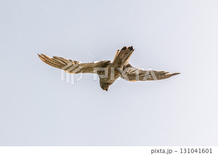 Common kestrel, Falco tinnunculus, hovered in the air in search of prey 131041601