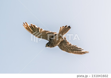 Common kestrel, Falco tinnunculus, hovered in the air in search of prey Common kestrel, Falco tinnunculus, hovered in the air in search of prey 131041602