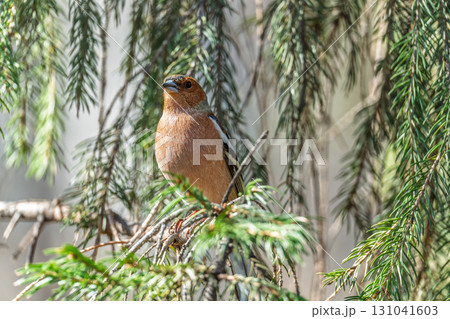 Common chaffinch, Fringilla coelebs, sits on a tree. Common chaffinch in wildlife. Common chaffinch, Fringilla coelebs, sits on a tree. Common chaffinch in wildlife. 131041603
