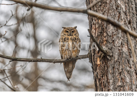 Long-eared owl (Asio otus), looking forward with wide opened eyes Long-eared owl (Asio otus), looking forward with wide opened eyes 131041609