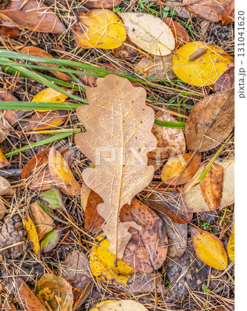 Orange, brown and yellow fallen oak leaves in the sunlight. 131041620