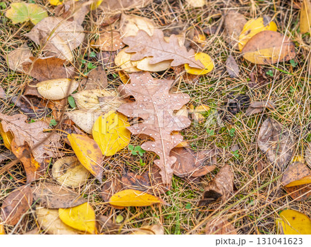 Orange, brown and yellow fallen oak leaves in the sunlight. Orange, brown and yellow fallen oak leaves in the sunlight. 131041623