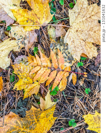 Maple branches with yellow leaves in autumn, in the light of sunset. 131041632