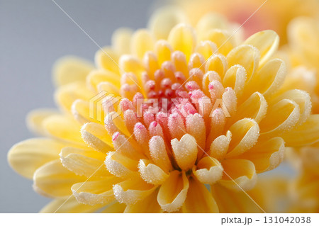 Yellow chrysanthemum flower close up with delicate frost on petals, soft light and gentle warm tones creating serene and tender mood 131042038