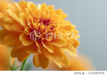 Golden marigold close up with soft background, detailed petals and warm glowing texture conveying gentle joy and calm 131042039