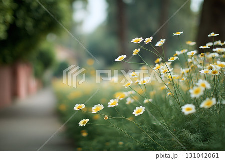 Daisy flowers along pathway with soft bokeh, delicate white petals and yellow centers evoking peaceful sunny mood 131042061