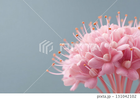 Pink flower cluster with stamens soft petals delicate bloom conveying gentle calmness 131042102