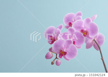 Pink orchid flower close up on blue background with delicate petals and soft lighting creating calm elegant mood 131042124