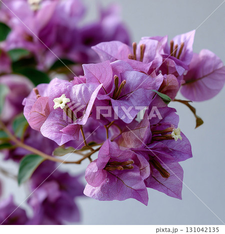Purple bougainvillea flower close up with delicate papery bract and small white tubular flower, soft natural light and shallow depth of field creating gentle romantic mood Purple bougainvillea flower close up with delicate papery bract and small white tubular flower, soft natural light and shallow depth of field creating gentle romantic mood 131042135