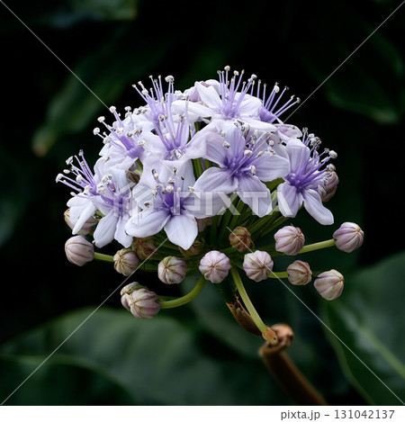 Delicate purple flower cluster with unopened buds and slender stamens creating serene botanical beauty in soft natural light Delicate purple flower cluster with unopened buds and slender stamens creating serene botanical beauty in soft natural light 131042137