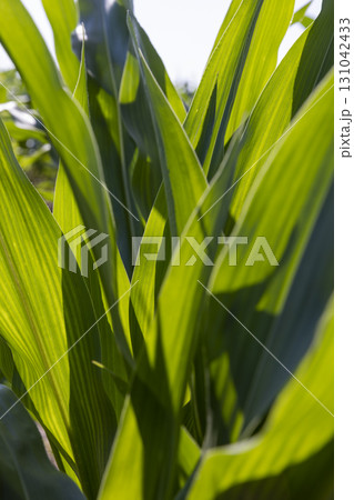 green corn in summer in sunny weather, tall green corn in a monoculture field in the summer, used for feeding in animal husbandry 131042433