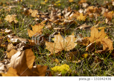 fallen leaves of maple lying on the ground illuminated by the sun from behind, beautiful maple foliage during leaf fall in the park in sunny weather with clear sunlight 131042436