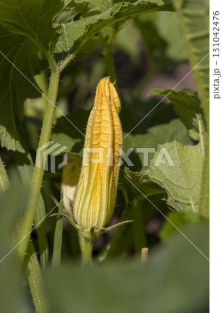 blooming yellow pumpkin flowers in the field, green foliage and yellow pumpkin flowers for food in the garden 131042476
