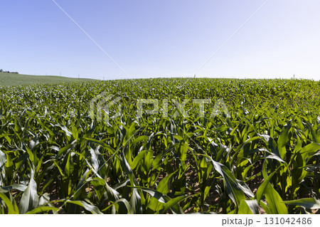 large agricultural field with a future corn harvest during corn blooming, summer with blue sky, landscape photography 131042486