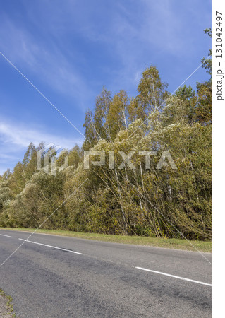road with a left turn with deciduous trees in a mixed forest in the autumn season, beautiful colorful foliage of trees in the autumn season before leaf fall and a narrow highway 131042497