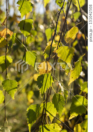 yellowing birch foliage in the autumn season against the background of the blue sky in sunny weather, trees during the autumn cold snap and a change in the color of the foliage of trees 131042508