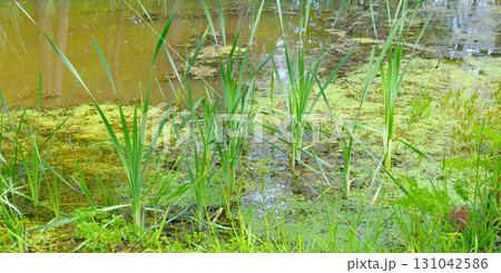 Green Reeds and Swampy Pond with Duckweed 131042586