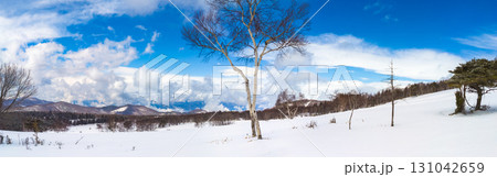 雪原に立つ一本の白樺と青空が広がる冬のパノラマ風景 (長野県、菅平高原) 131042659