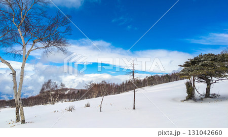冬の青空の下に広がる雪原 (長野県、菅平高原) 131042660