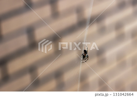 A small spider is quietly sitting on a delicate web thats attached to a wall 131042664