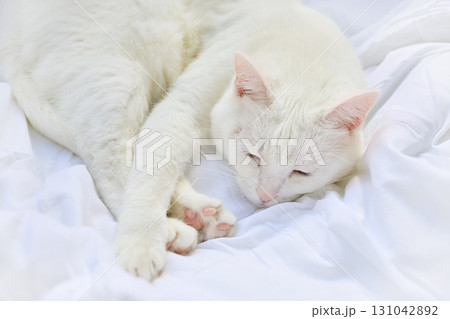 Peaceful White Cat. A serene white cat resting on soft white bedding Peaceful White Cat. A serene white cat resting on soft white bedding 131042892