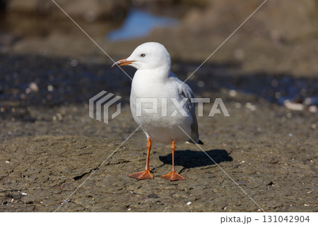 A Silver Gull standing on coastal rocks near the Illawarra town of Shellharbour 131042904