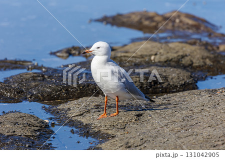 A Silver Gull standing on coastal rocks near the Illawarra town of Shellharbour A Silver Gull standing on coastal rocks near the Illawarra town of Shellharbour 131042905