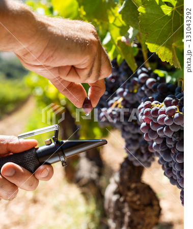 Cannonau grapes. Agronomist measures the level of sugars in grapes with the refractometer. Agriculture. 131043292